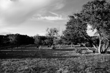 Rural Texas landscape during summer in black and white with clouds in sky.