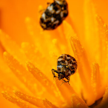 Carpet Beetles Feeding On Pollen Of California Poppy Flowers.