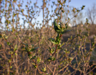 Apple branches in early spring. Budding flowering branches of apple trees