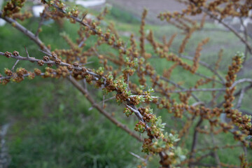 Thorny branches of sea buckthorn in early spring. Beginning flowering branches of sea buckthorn tree.