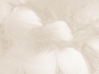 Fototapeta na wymiar Beautiful abstract gray and white feathers on white background, soft brown feather texture on white pattern background, gray feather background