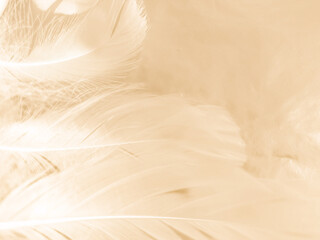 Obraz premium Beautiful abstract gray and white feathers on white background, soft brown feather texture on white pattern background, yellow feather background