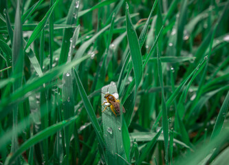 A bee is sitting on the wet grass. Grass after rain. Morning dew on the green grass. A bee drinks water from a dewdrop.