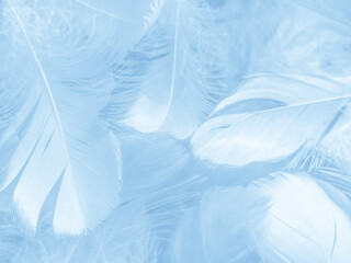 Obraz premium Beautiful abstract colorful blue feathers on white background and soft white feather texture on blue pattern and blue background, feather background, blue banners