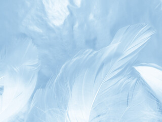 Obraz premium Beautiful abstract colorful blue feathers on white background and soft white feather texture on blue pattern and blue background, feather background, blue banners