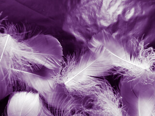 Obraz premium Beautiful abstract white and purple feathers on black background and soft white feather texture on white pattern and purple background, feather pink background, purple banners