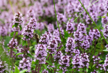 flowering of thyme herb in nature as a background