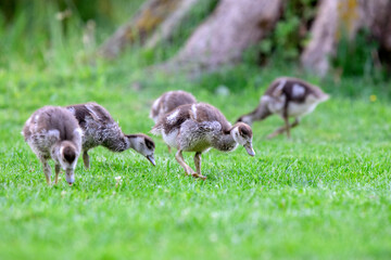 Little Egyptian Gooses Eating Grass At Amsterdam The Netherlands 25-6-2020