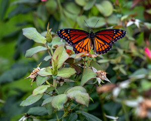 butterfly on flower