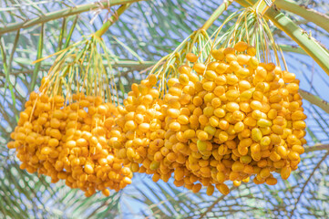 Date palm fresh ripe yellow fruits (Phoenix Dactylifera) on the clusters in organic fruit garden for harvesting