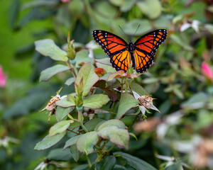 butterfly on flower