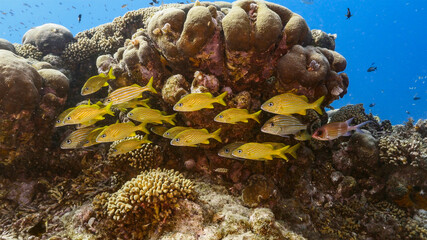 Seascape in turquoise water of coral reef in Caribbean Sea / Curacao with Grunt, coral and sponge
