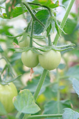 Small green tomatoes ripen in the greenhouse in summer