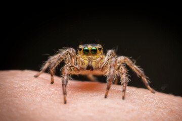 spider on a web