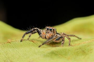 spider on a leaf