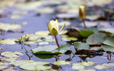 water lily in the pond