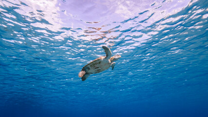 Green Sea Turtle swim in shallow water of coral reef in Caribbean Sea
