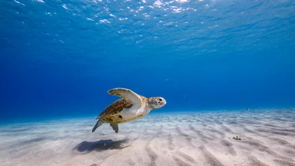 Fototapeten Green Sea Turtle swim in turquoise water of coral reef in Caribbean Sea  © NaturePicsFilms