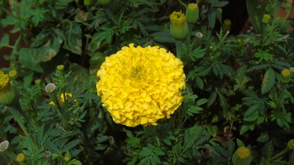 yellow flower on green background