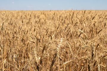 Yellow wheat field and blue sky in summer. The colors of the Ukrainian flag. Wheat and bread, spikelet