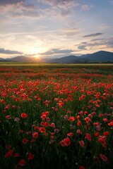 Fototapeta na wymiar Poppy field in region Turiec, Slovakia. Landscape with sunset over poppy field. Red petals poppies in summer countryside.