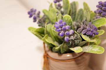 Close up view of a small lavender plant in a pot. On top of a white wooden table and next to a white wall. Taken indoors under a bright white light