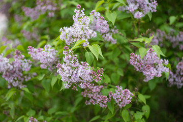 Obraz premium lilac branches on a green bush