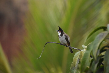 Red whiskered bulbul
