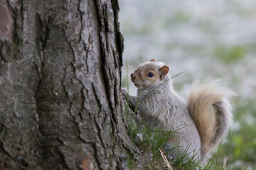 White form of eastern gray squirrel (Sciurus carolinensis)