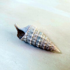 Spiral shell on a light background. Close-up