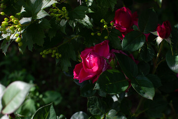 Bright pink rose flowers inside bush in summer garden