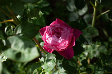 Pink old fashioned rose flower in summer garden