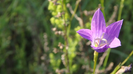 Fototapeta premium Gently purple wildflower, for illustration, for mobile app