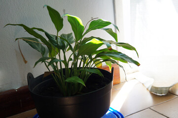 close view of a green indoor plant in a pot, located in the floor near a window. Taken indoor on a sunny summer afternoon