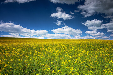 Obraz premium Field of rapeseed in spring