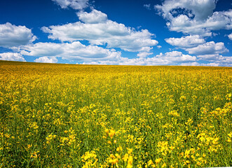 Obraz premium Field of rapeseed in spring