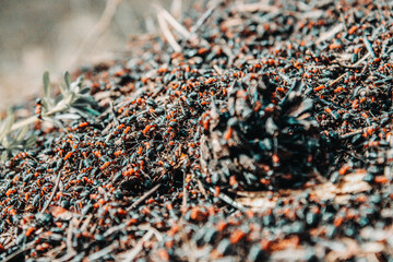 ants in the forest