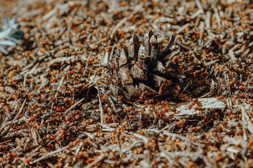 ants in the forest