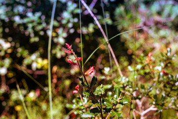 bosque otoñal con arboles y hojas secas en Italia