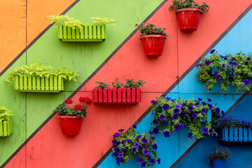 Plants and flowers in wooden and plastic pots on colorful painted background. Green wall, eco...