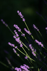 Fototapeta premium Brightly illuminated purple lavender flowers on green stems leaning slightly over to the left on a dark background. Frame horizontally and vertically.