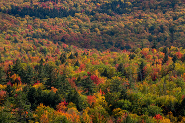 A blanket of color over the White Mountain National Forest.