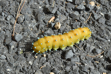 Une chenille de presque 10 cm de long.
