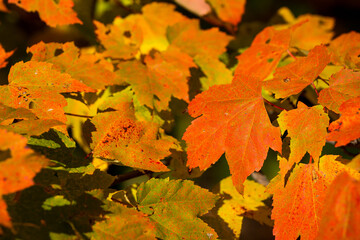 Naklejka na ściany i meble A group of bright orange autumn leaves.