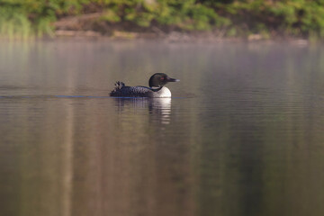 common loon or great northern diver (Gavia immer)
