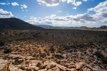 Obraz premium A desert filled with Joshua Trees
