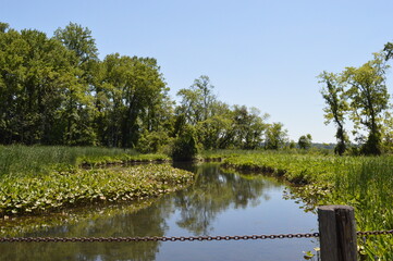 landscape with a lake