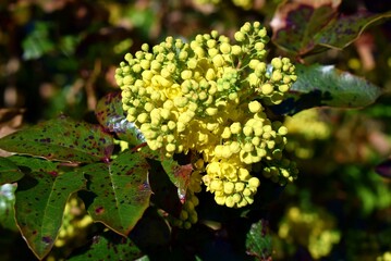 Holly mahogany - Mahonia aquifolium