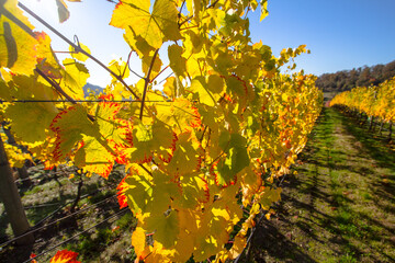 Close up on Harvested Grape vines in Autumn 