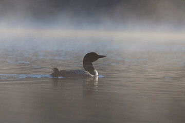 common loon or great northern diver (Gavia immer)